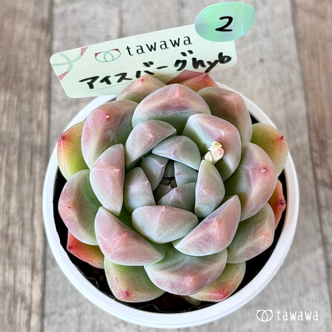 アイスバーグhyb 【tawawaハウス苗】②