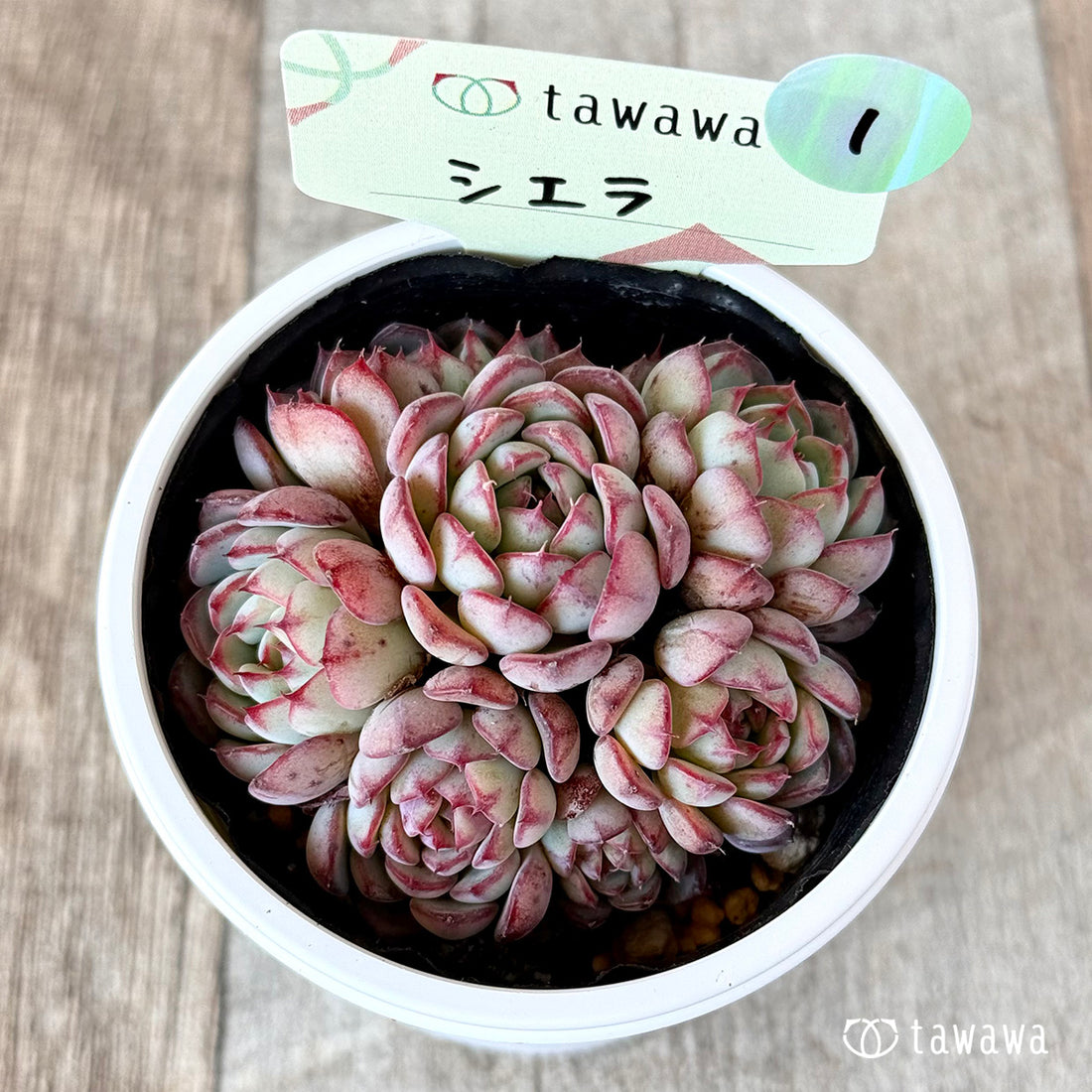 シエラ 【tawawaハウス苗】①