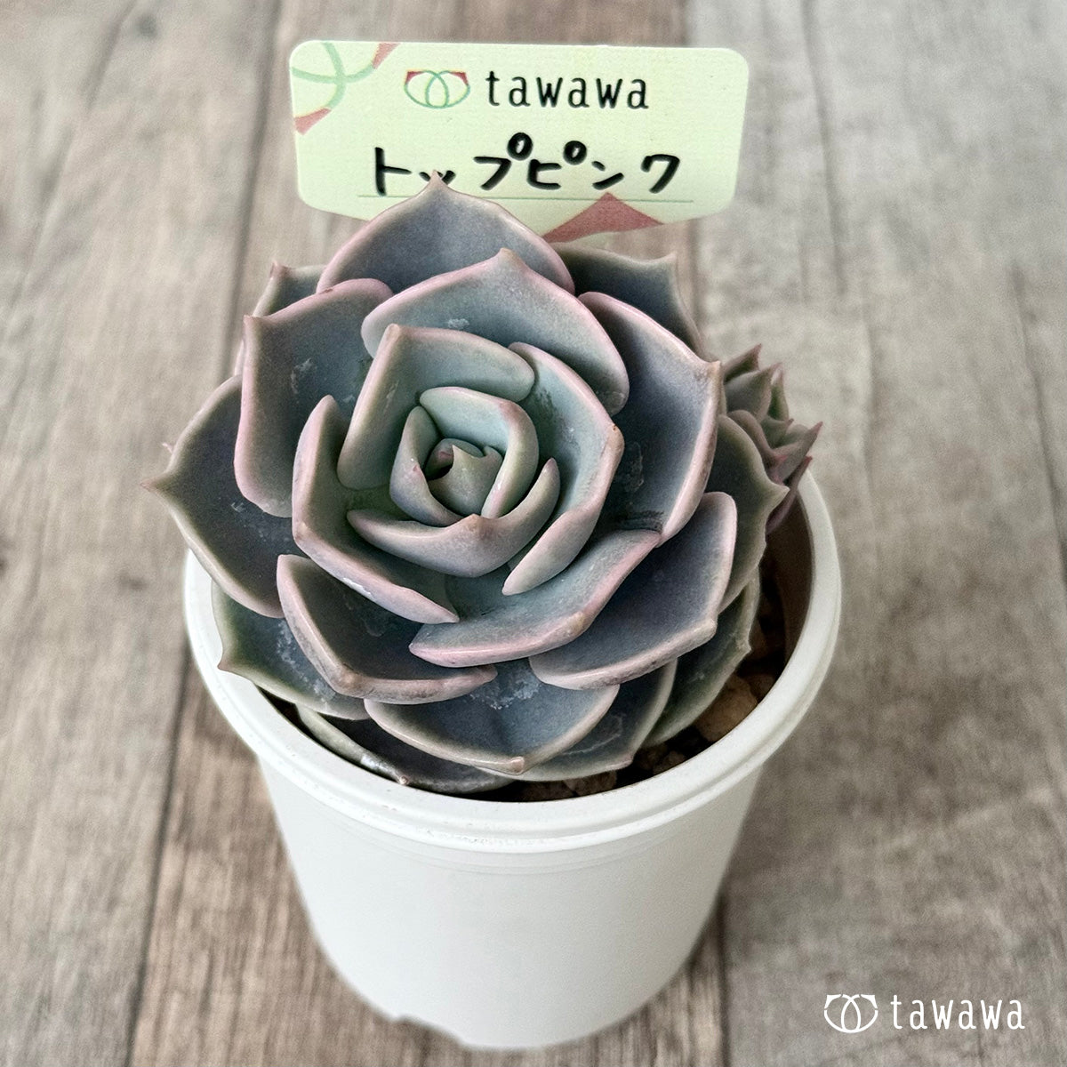 【4/22発売】トップピンク