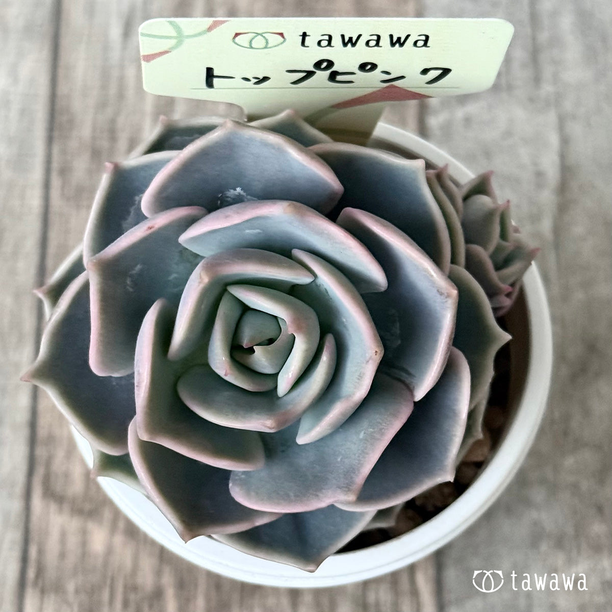 【4/22発売】トップピンク