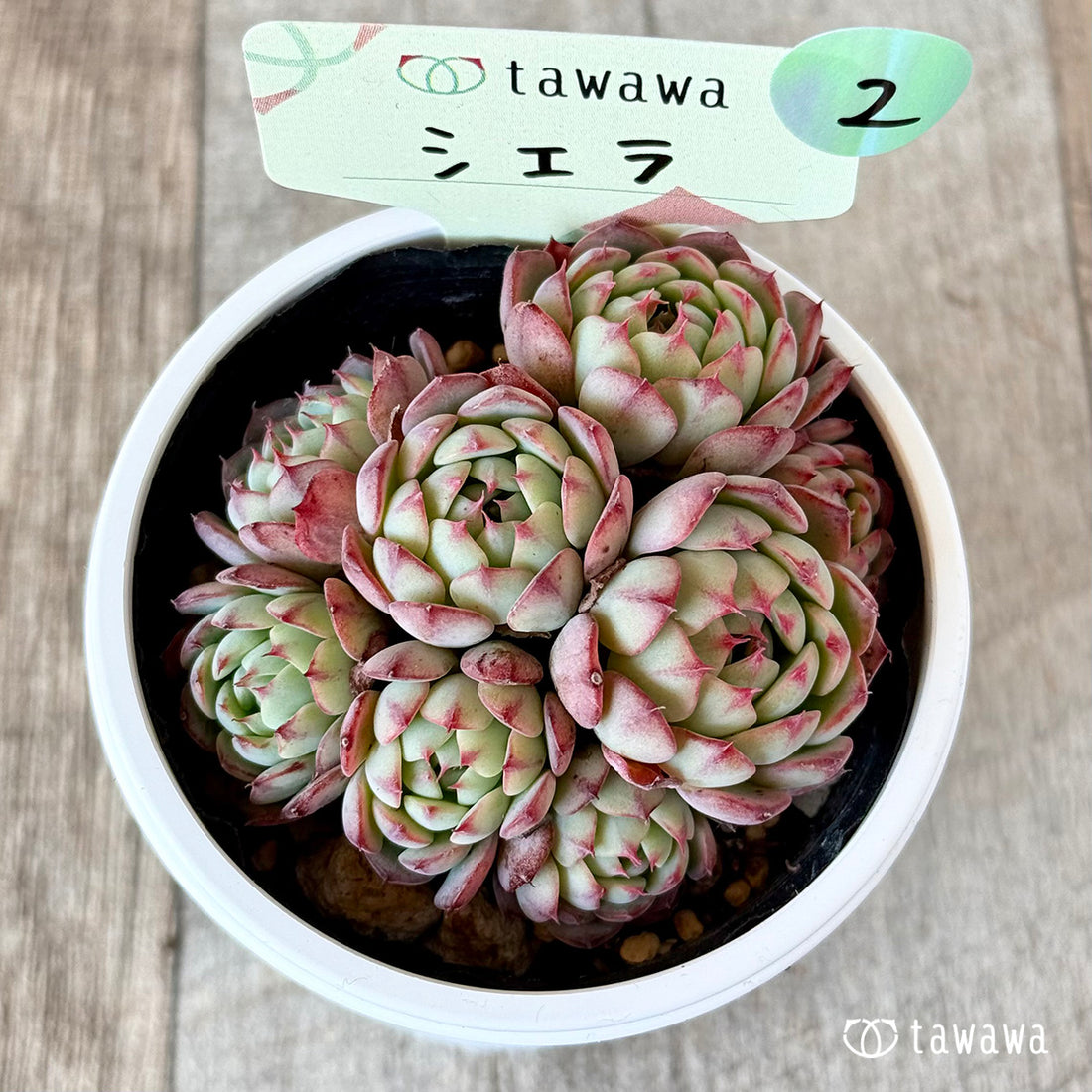 シエラ 【tawawaハウス苗】②