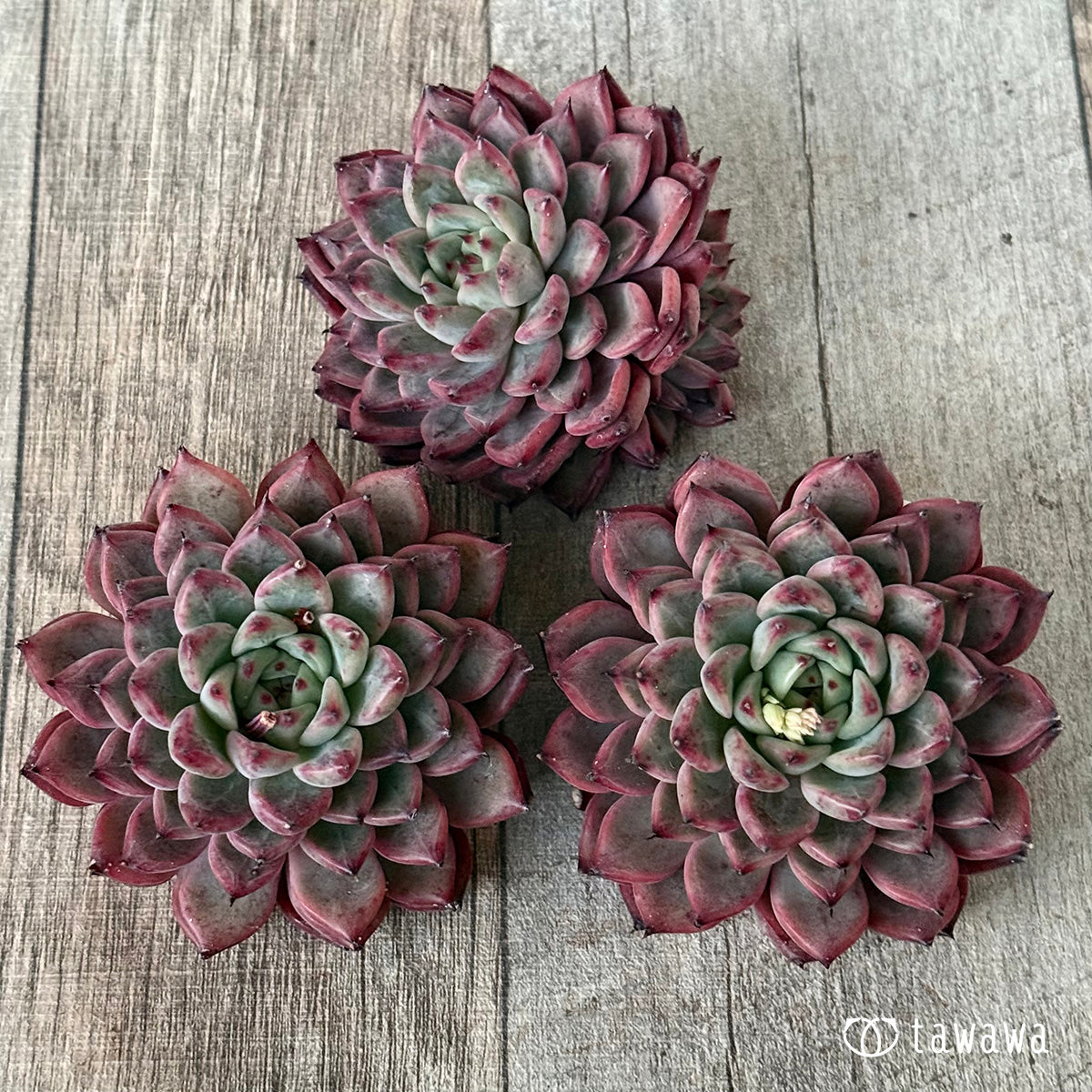 *新入荷②* オニヒメ