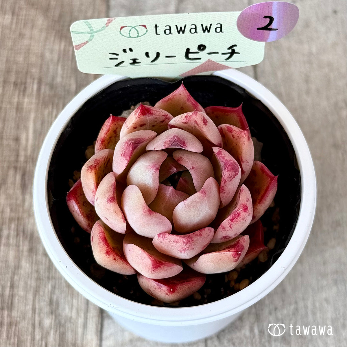 ジェリーピーチ 【tawawaハウス苗】②
