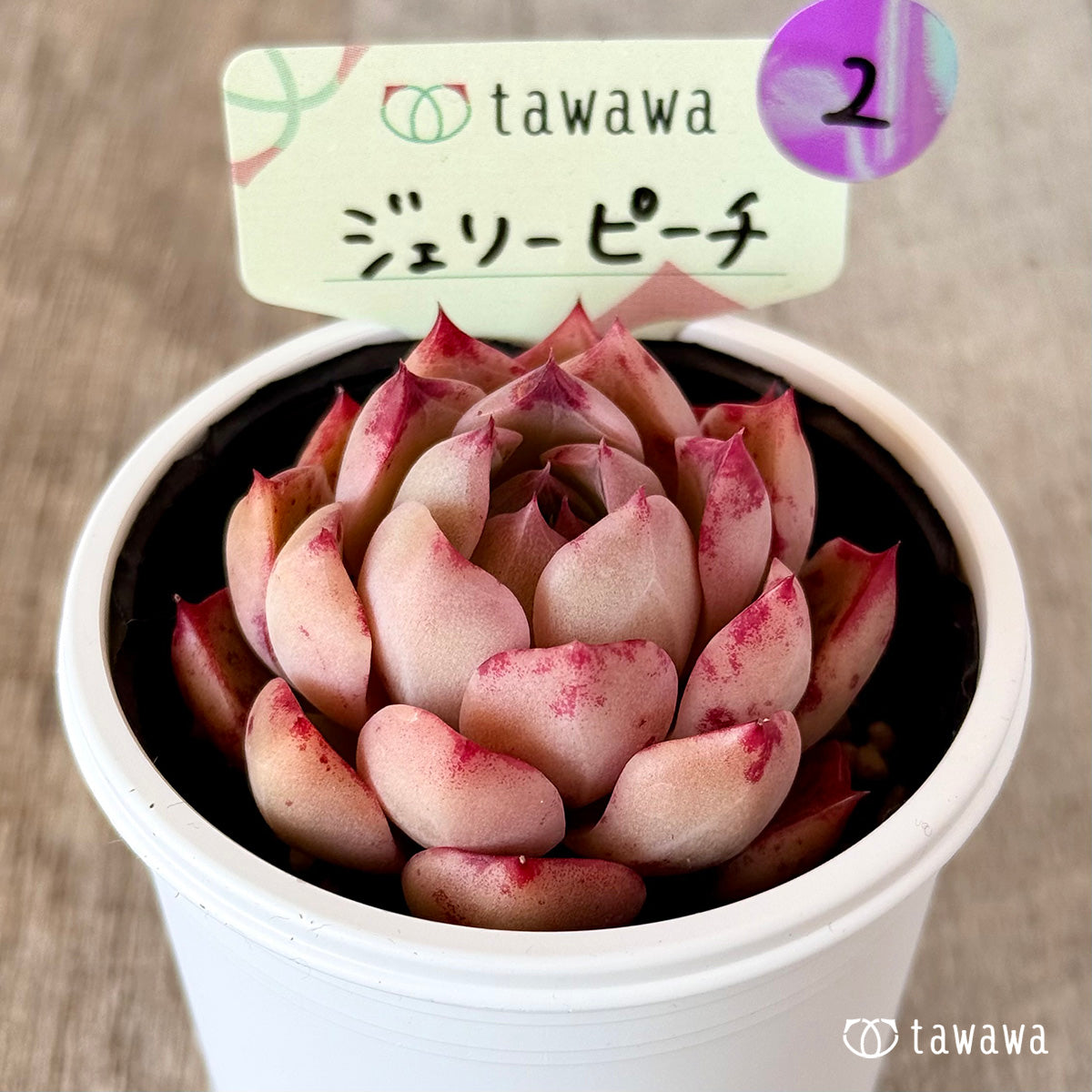 ジェリーピーチ 【tawawaハウス苗】②