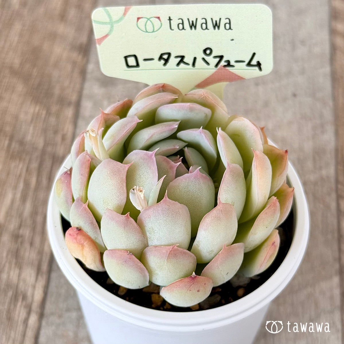 ロータスパフューム 【tawawaハウス苗】