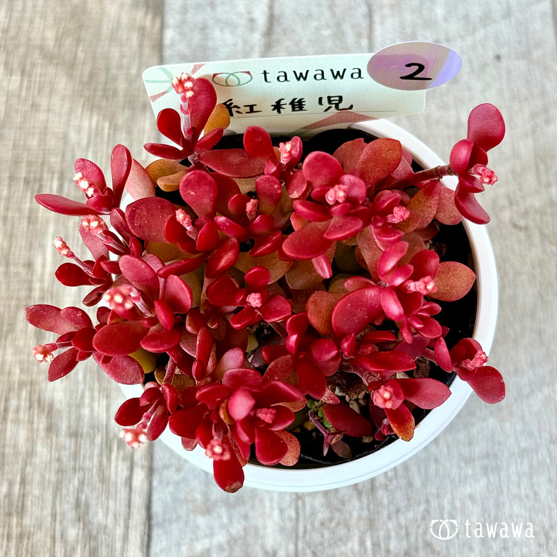 紅稚児 【tawawaハウス苗】②