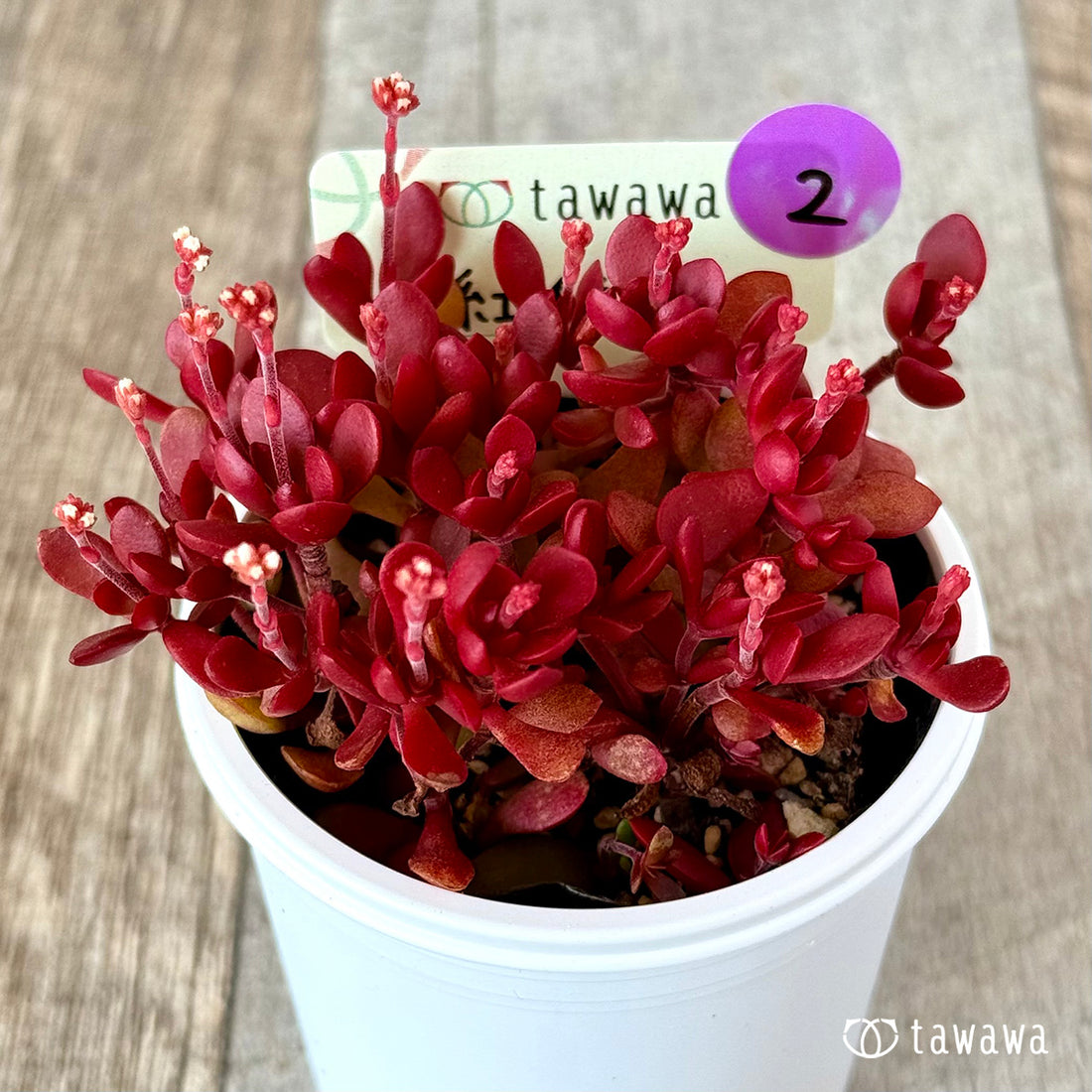 紅稚児 【tawawaハウス苗】②