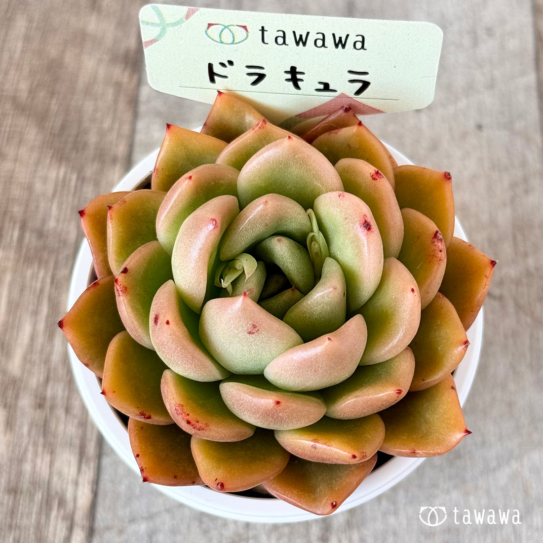 ドラキュラ 【tawawaハウス苗】