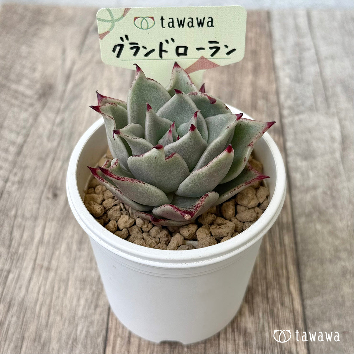 【4/22発売】グランドローラン