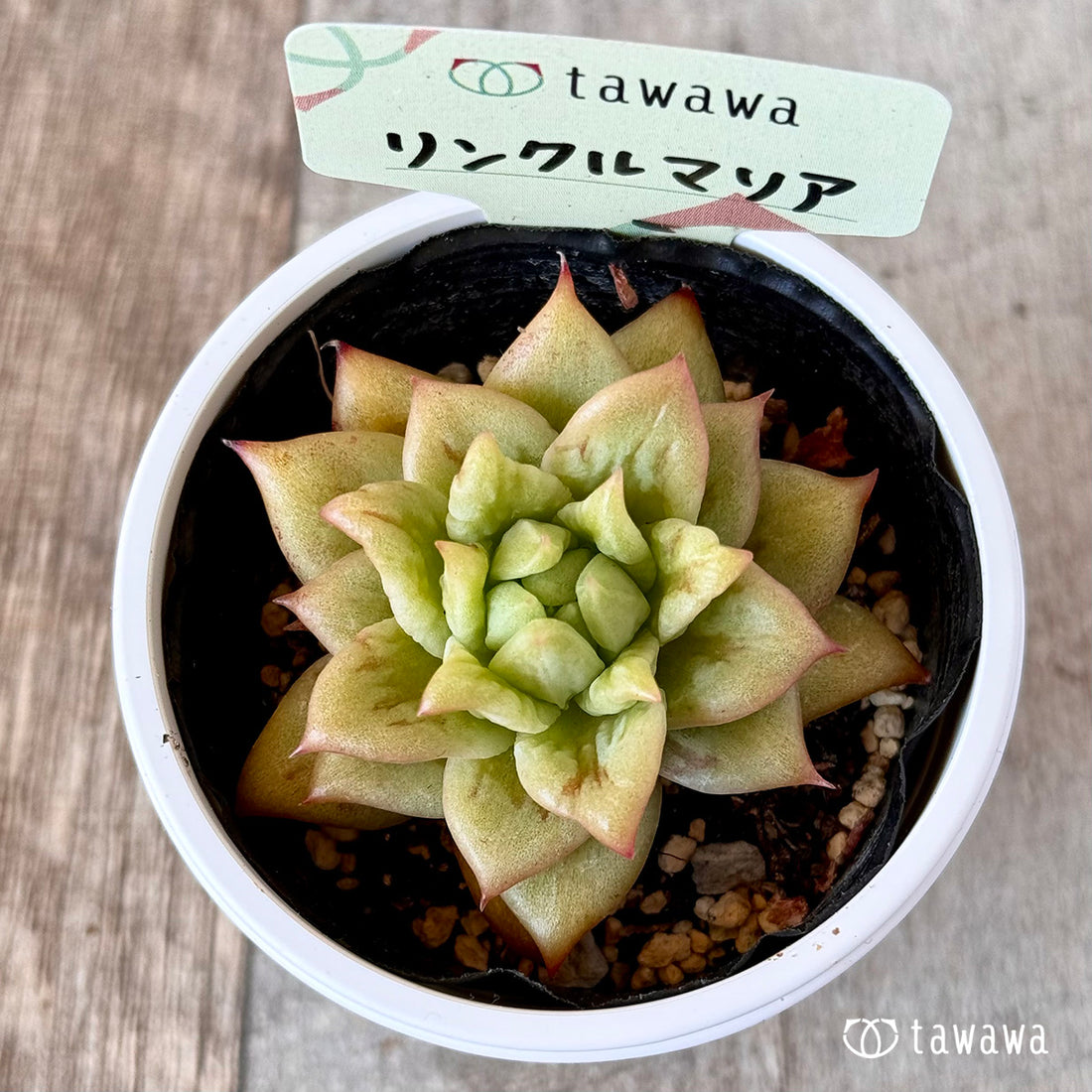 リンクルマリア 【tawawaハウス苗】