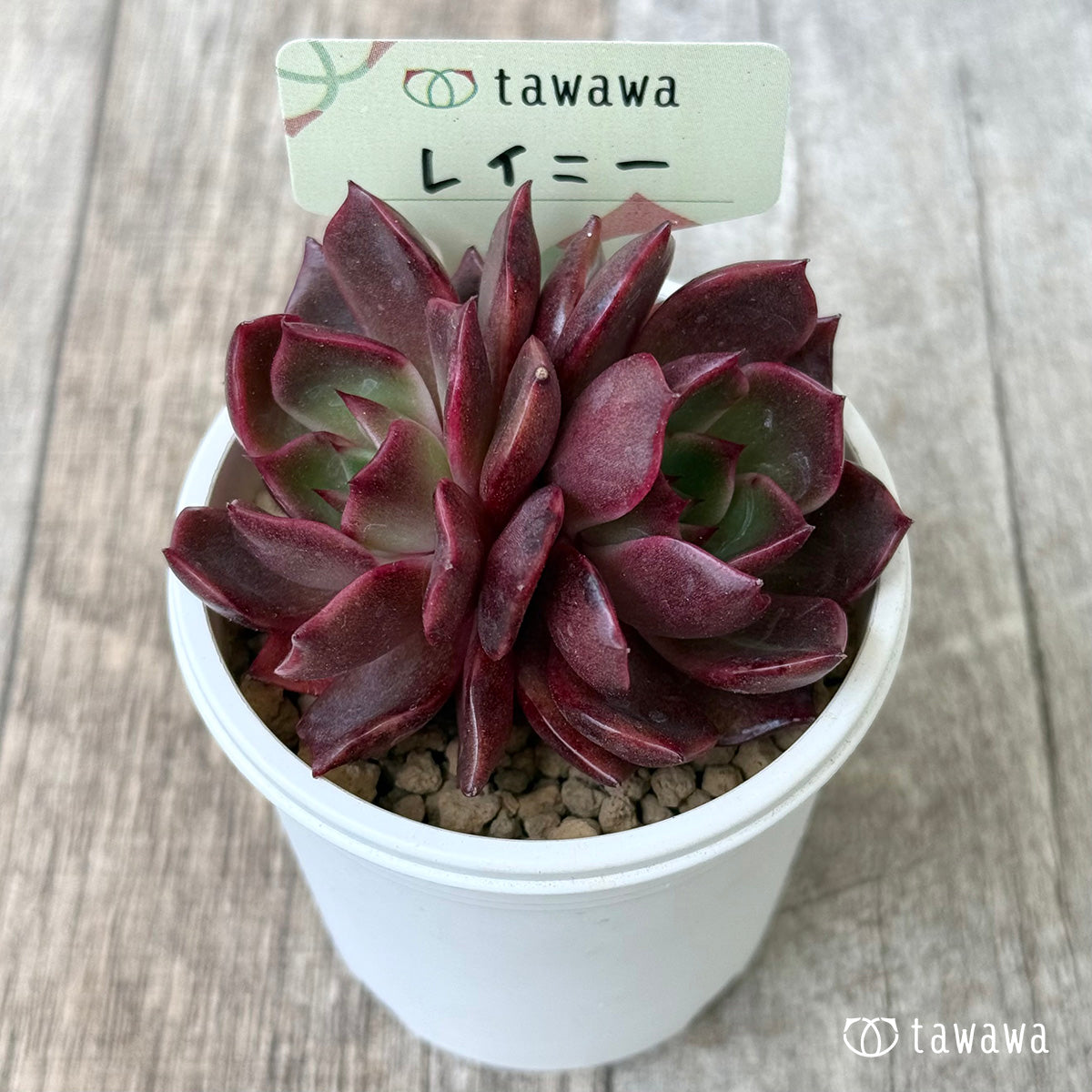 【4/22発売】レイニー【双頭】