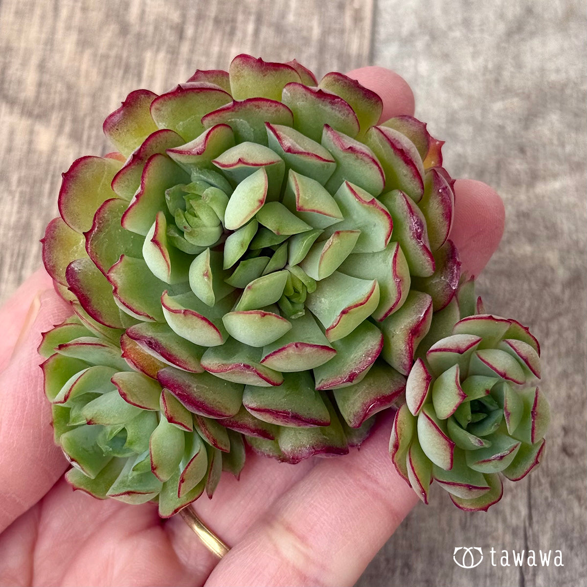 *新入荷②* カレン【大】