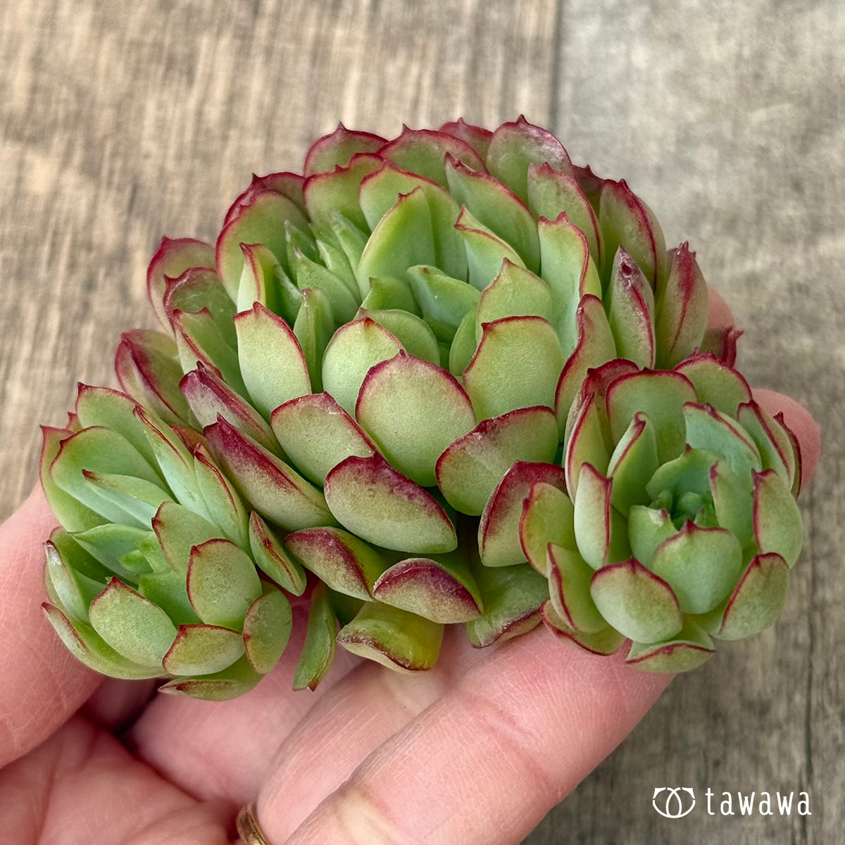 *新入荷②* カレン【大】