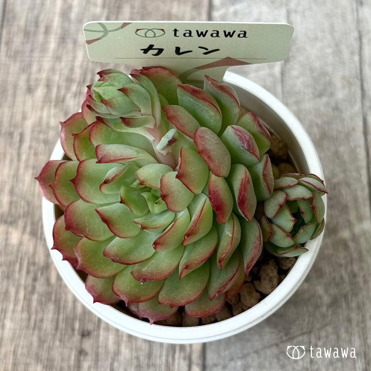 *新入荷②* カレン【大】