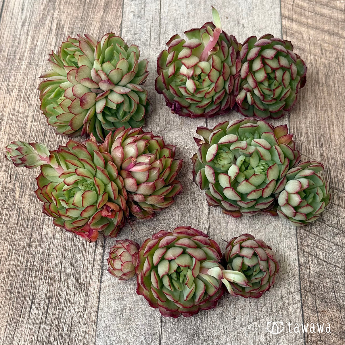 *新入荷②* カレン【中】