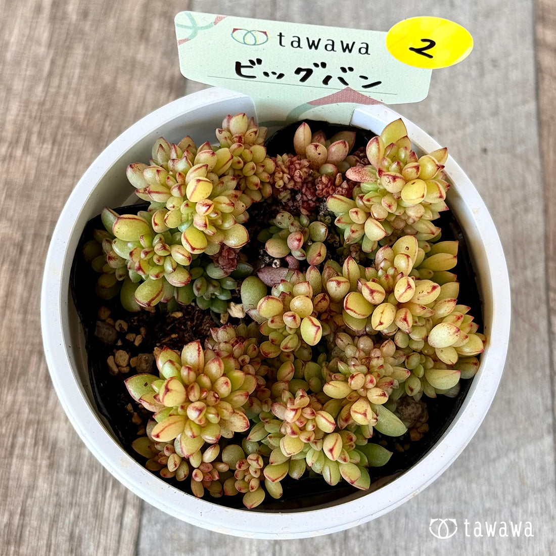 ビッグバン 【tawawaハウス苗】(7.5センチポット苗)②