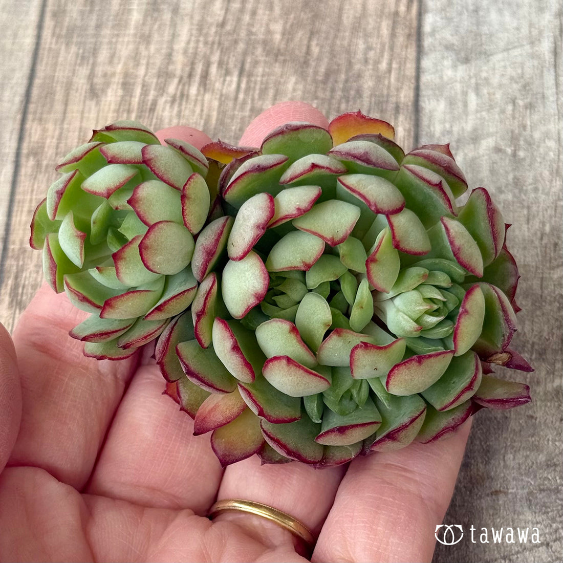 *新入荷②* カレン【中】