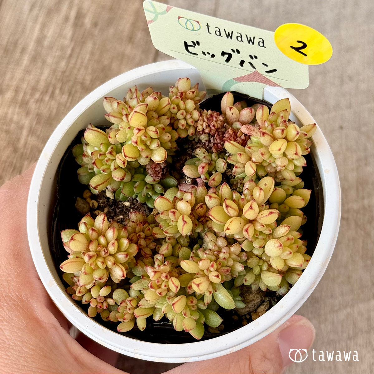 ビッグバン 【tawawaハウス苗】(7.5センチポット苗)②