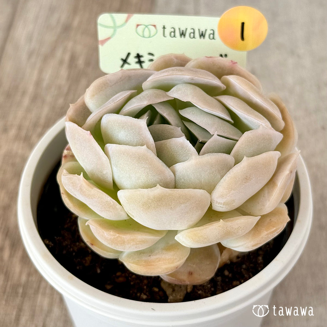 メキシコローズ 【tawawaハウス苗】(7.5センチポット苗)①