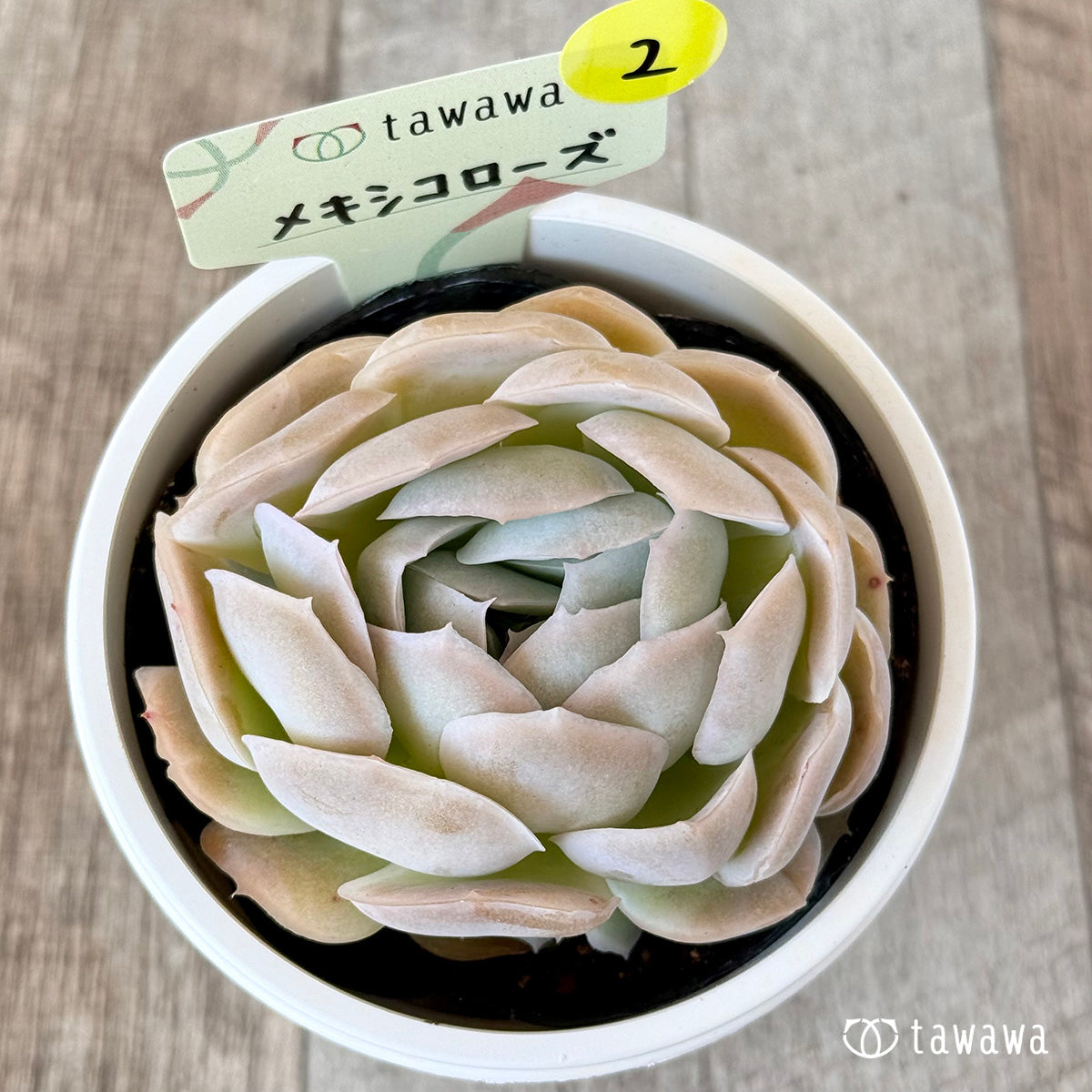 メキシコローズ 【tawawaハウス苗】(7.5センチポット苗)②