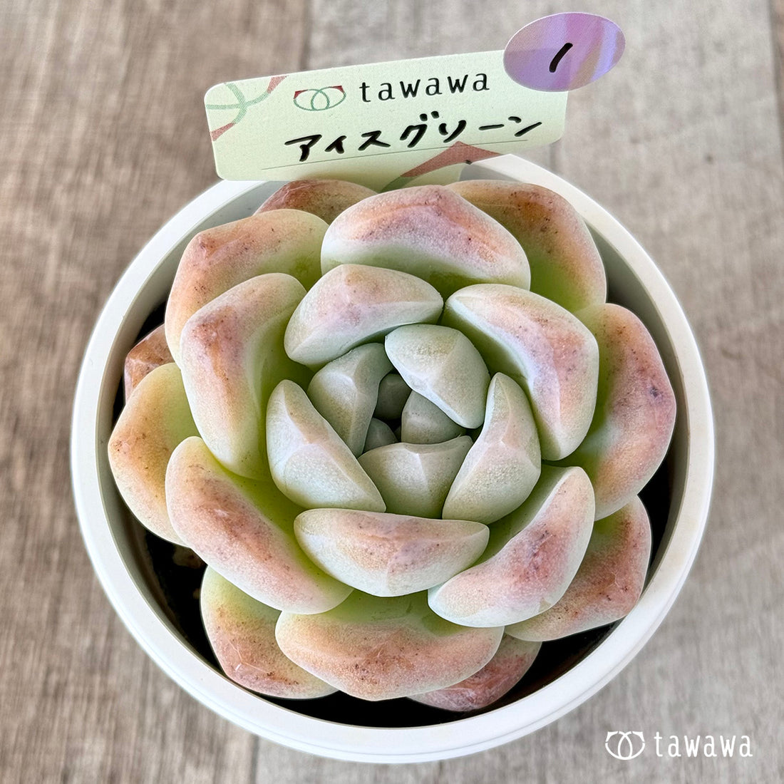 アイスグリーン 【tawawaハウス苗】(7.5センチポット苗)①