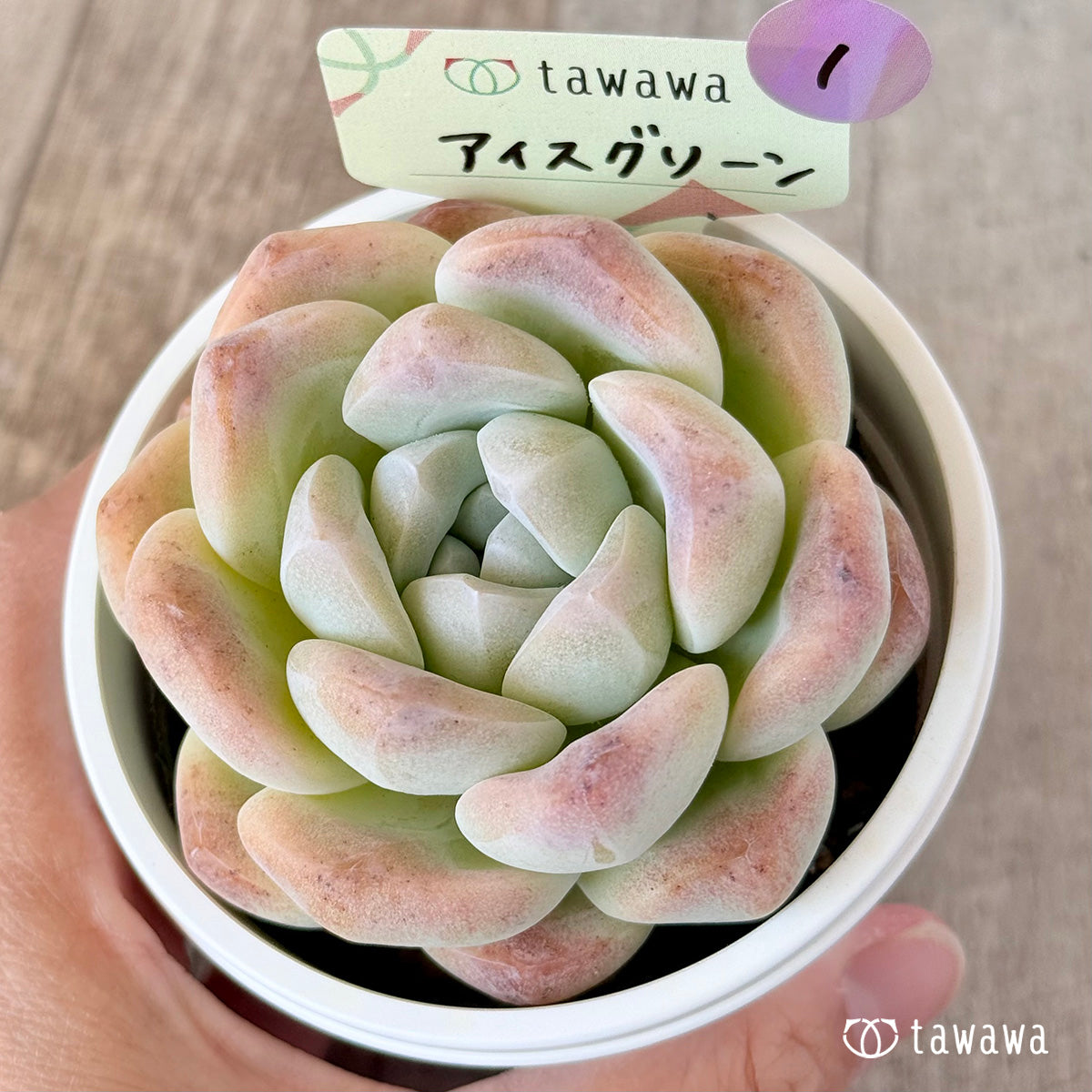 アイスグリーン 【tawawaハウス苗】(7.5センチポット苗)①