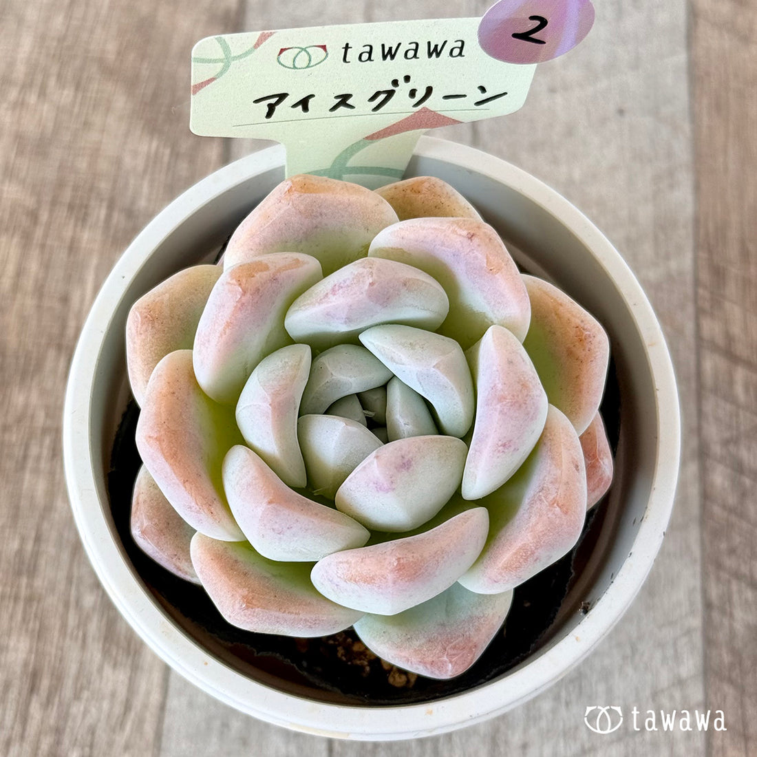 アイスグリーン 【tawawaハウス苗】(7.5センチポット苗)②