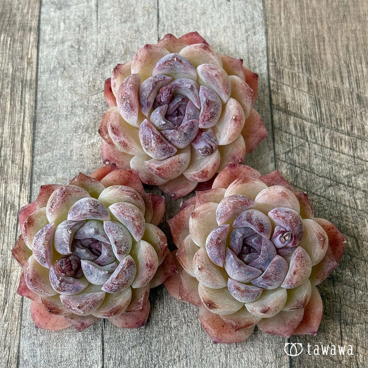 イルラン(花村農園苗)