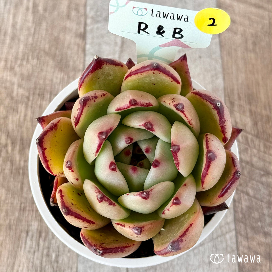 R&B 【tawawaハウス苗】(9センチポット苗)②