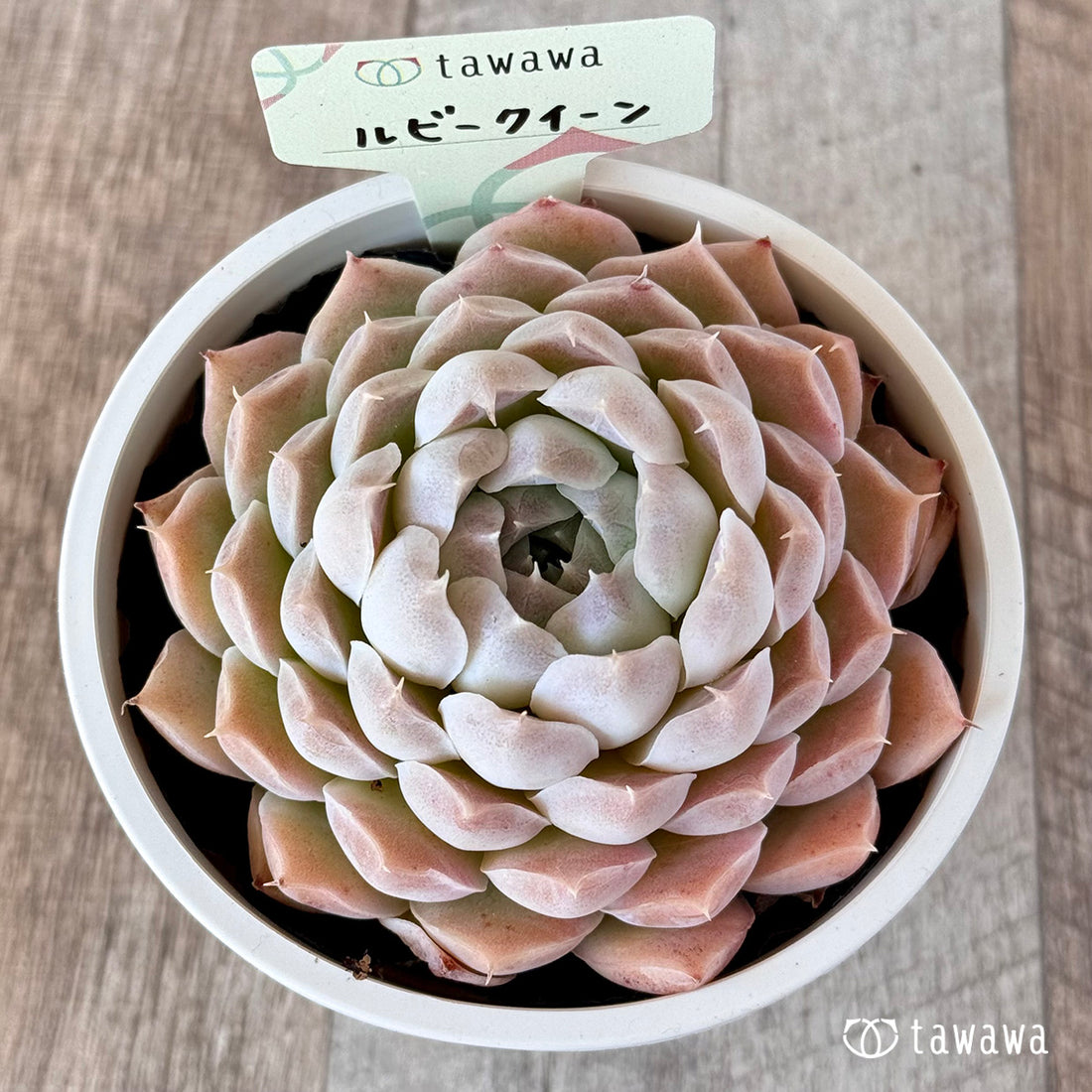 ルビークイーン【tawawaハウス苗】(9センチポット苗)