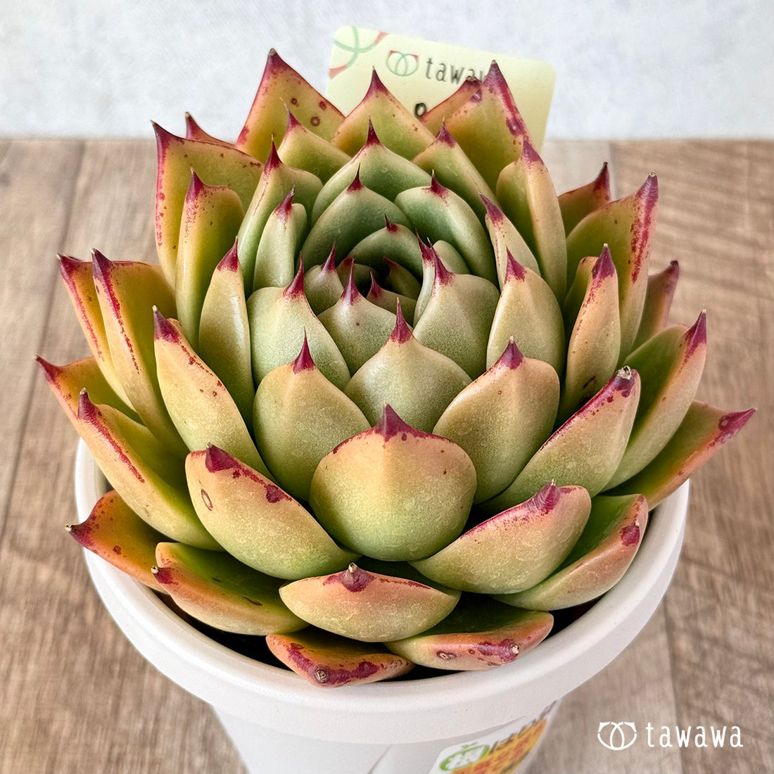 スーパーチヒロ 【tawawaハウス苗】(9センチポット苗)