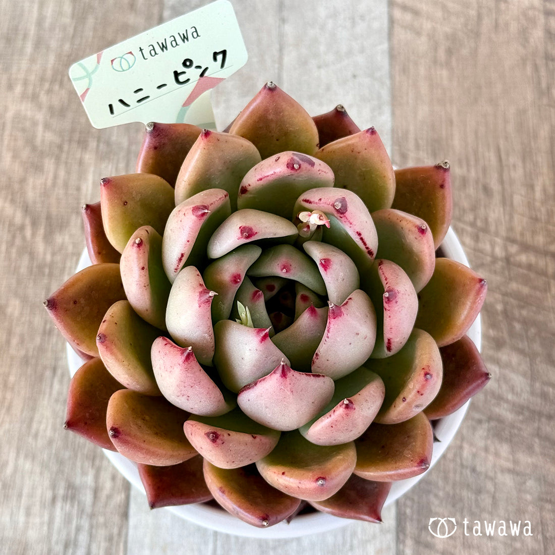 ハニーピンク【tawawaハウス苗】(9センチポット苗)