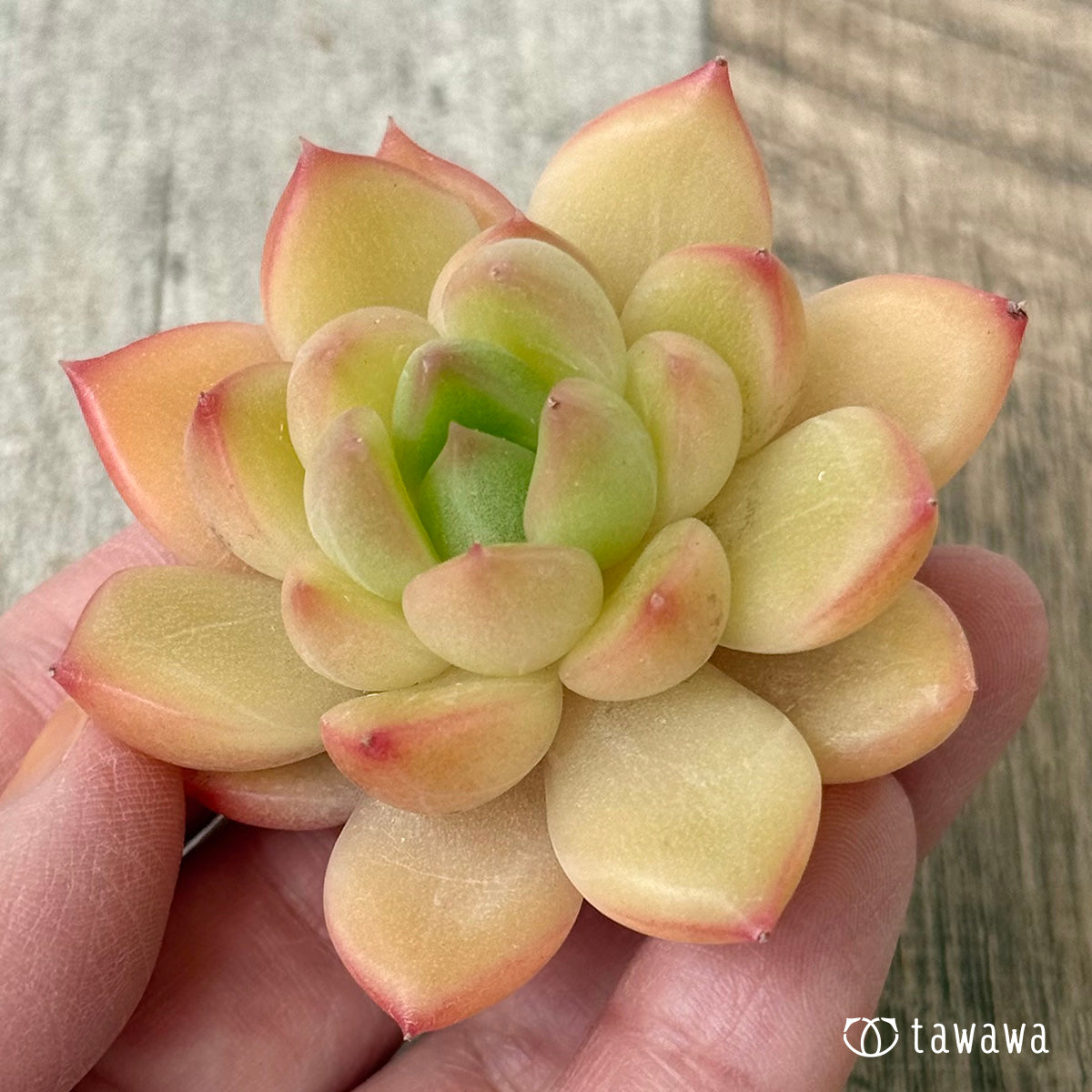 シャープネイル(花村農園苗)