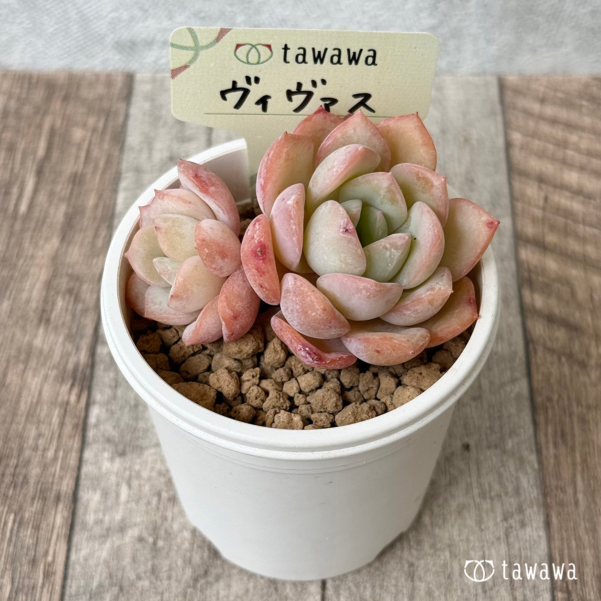 ヴィヴァス(花村農園苗)
