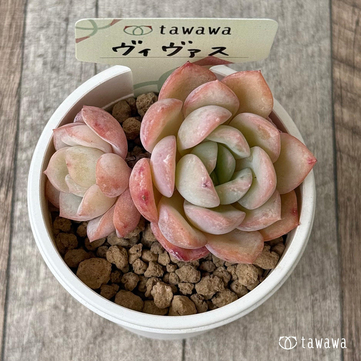 ヴィヴァス(花村農園苗)