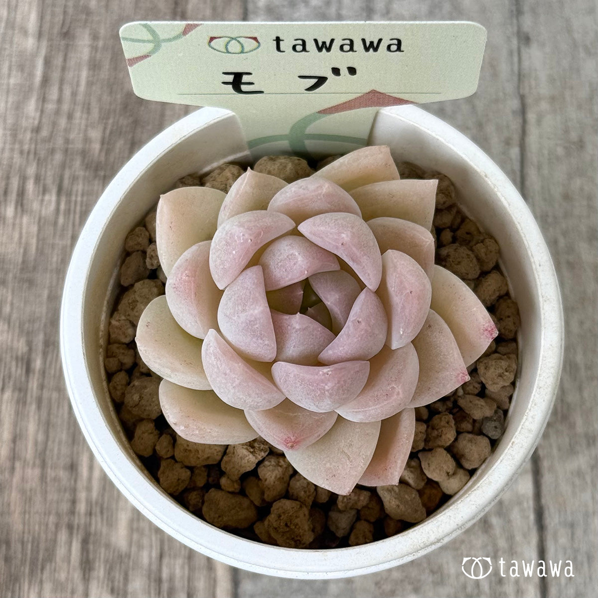 モブ(花村農園苗)
