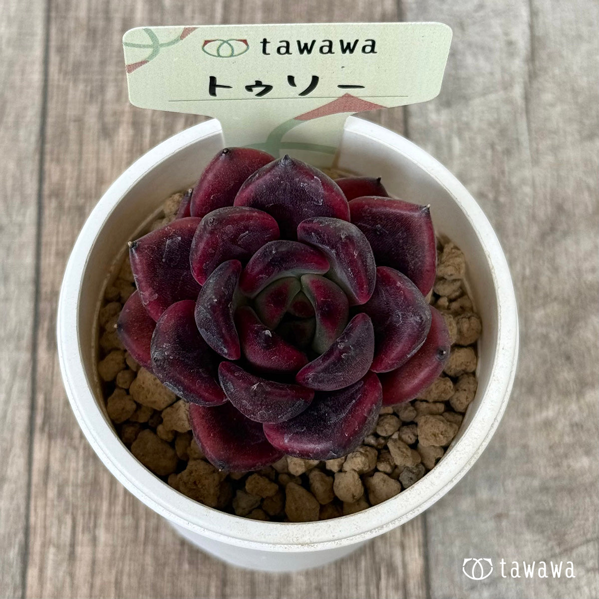 トゥリー(花村農園苗)