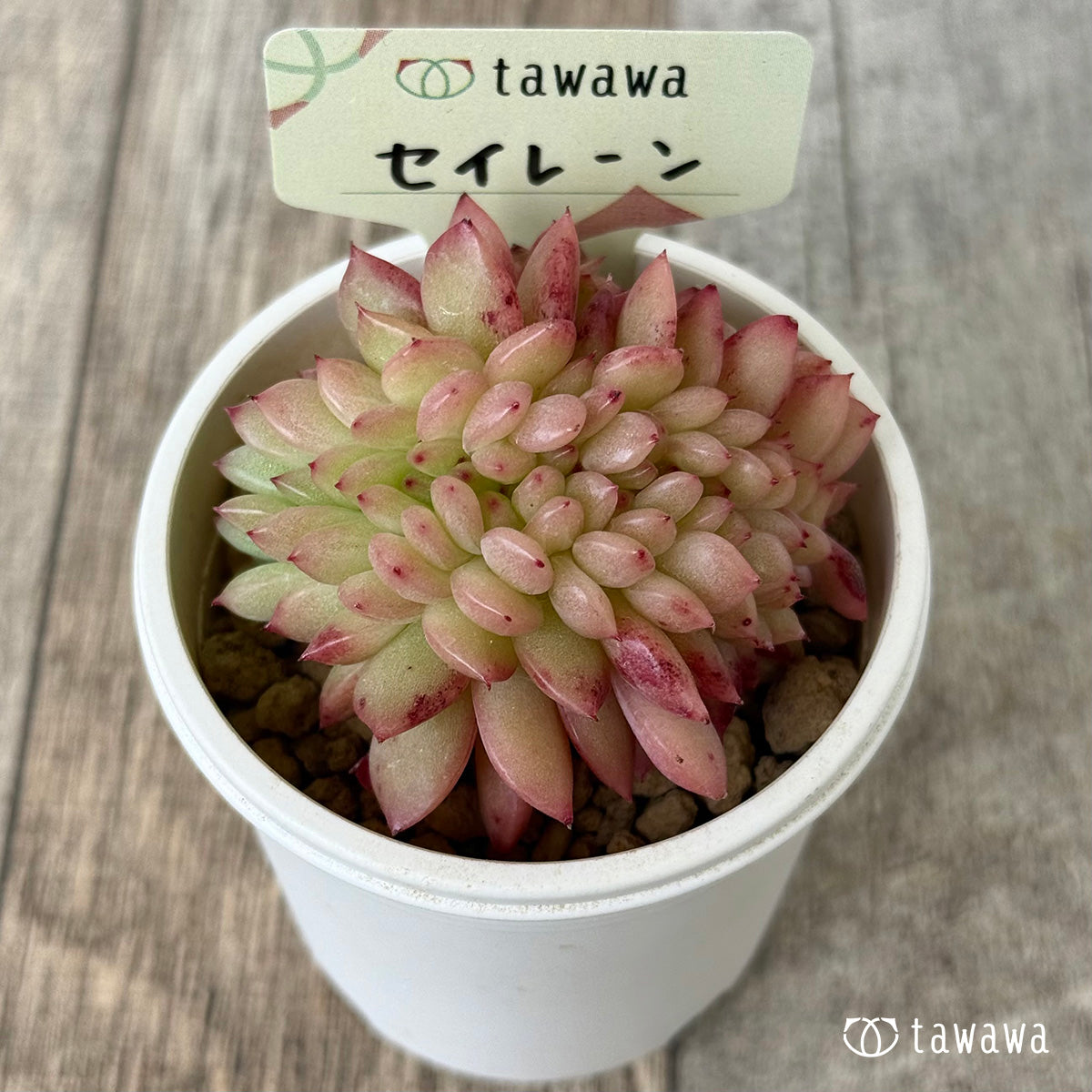 セイレーン【綴化】(花村農園苗)