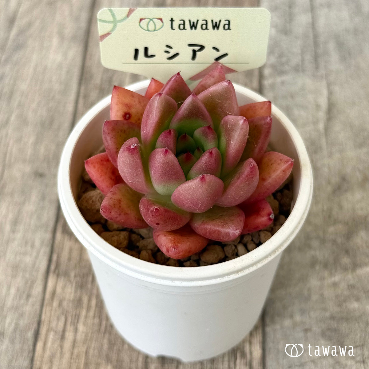 【4/22発売】ルシアン(花村農園苗)