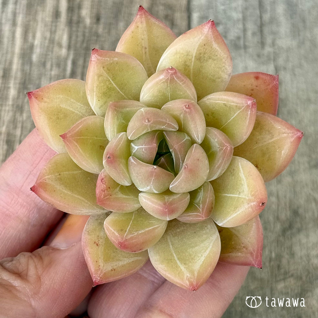 ファビアン(花村農園苗)