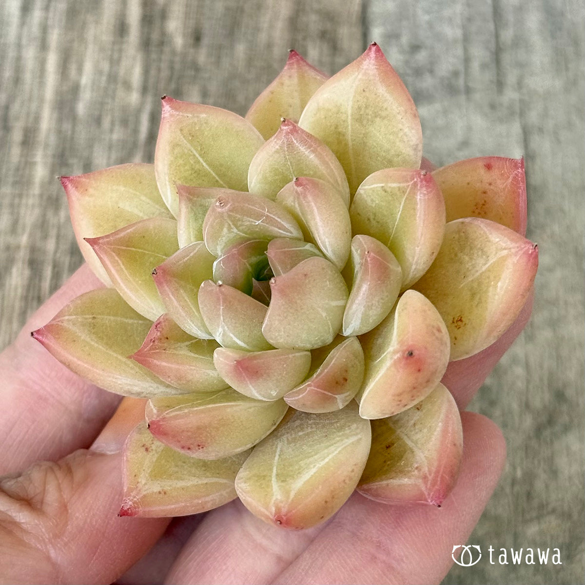 ファビアン(花村農園苗)