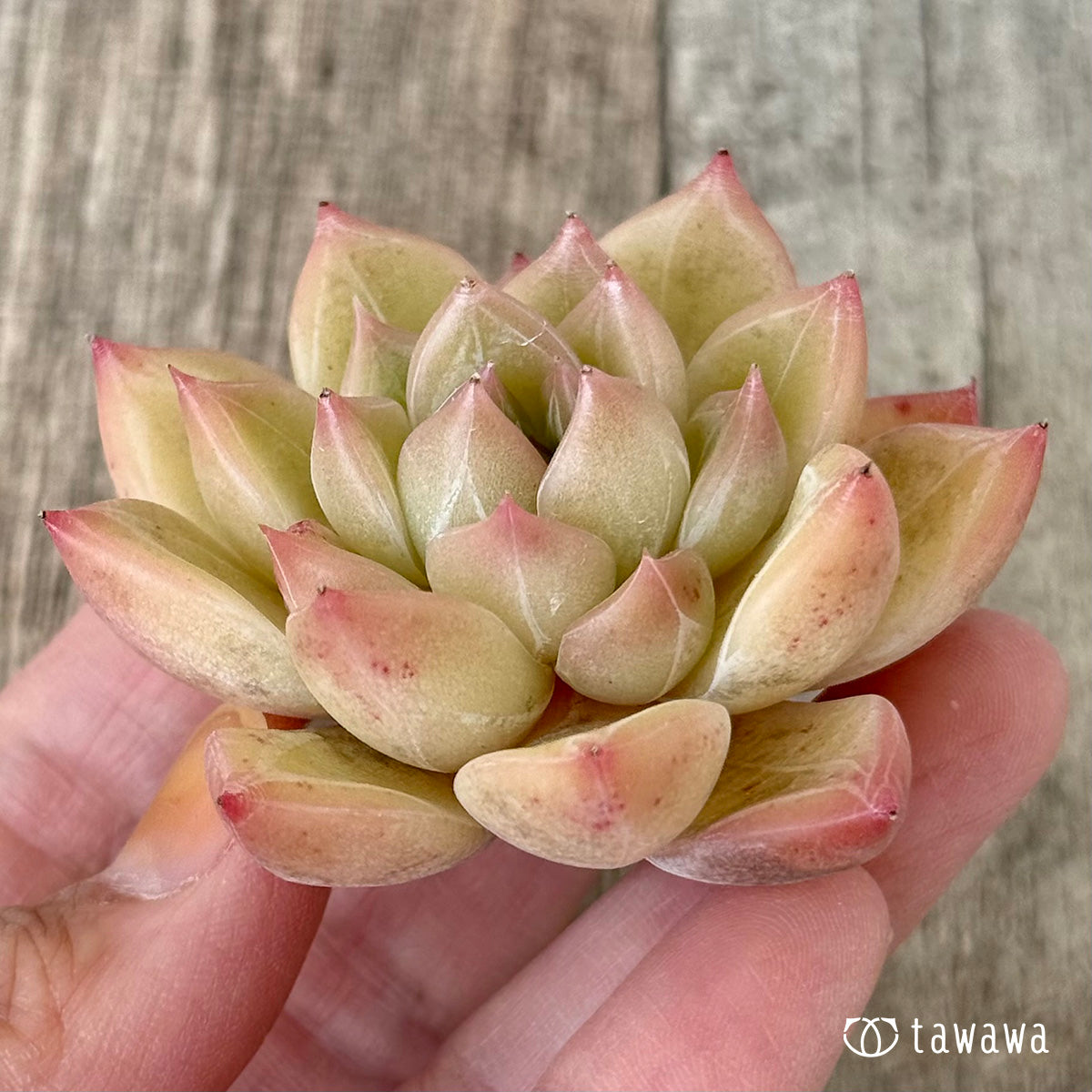 ファビアン(花村農園苗)