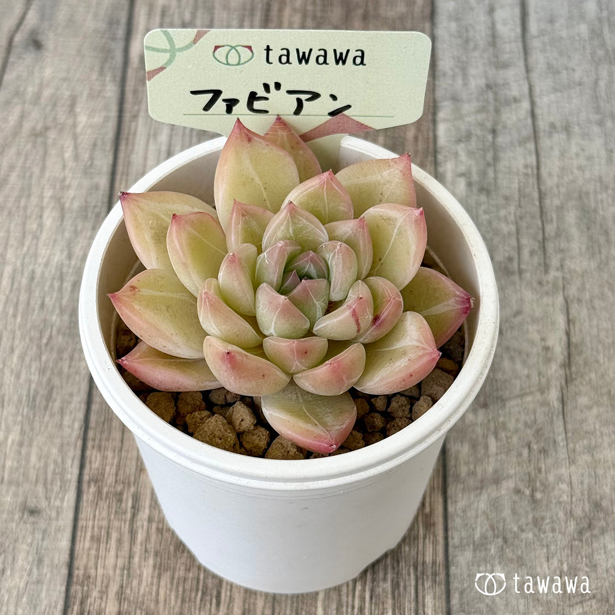ファビアン(花村農園苗)