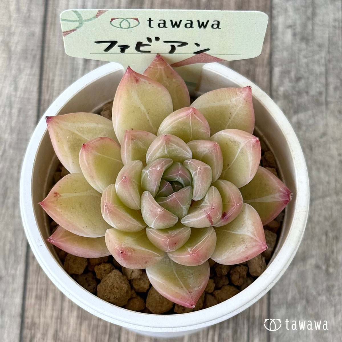 ファビアン(花村農園苗)