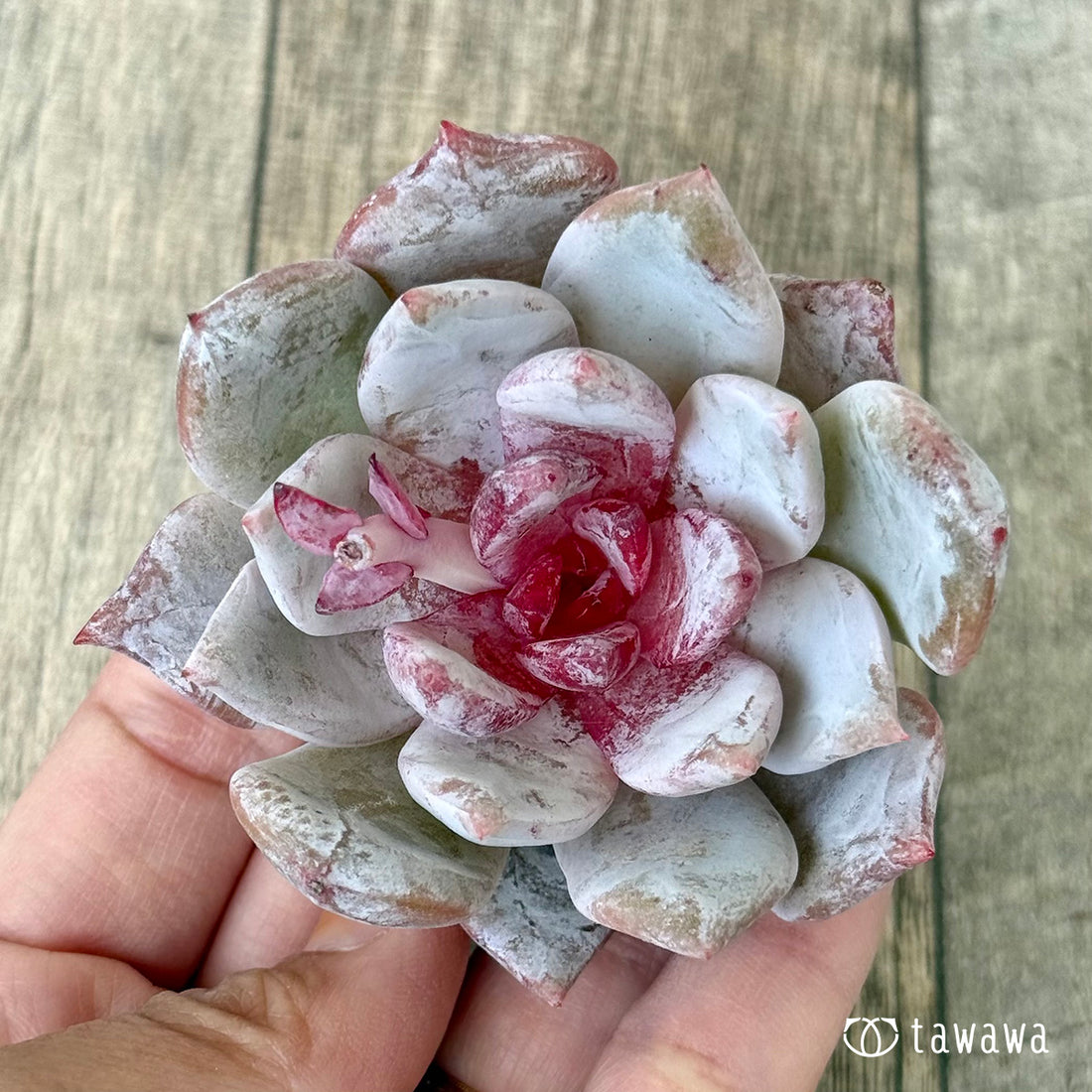 *新入荷②* トロムソ(花村農園苗)