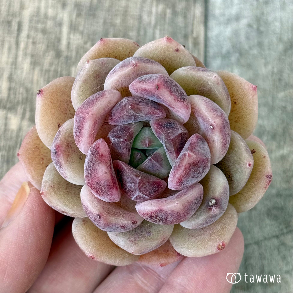 シンディ(花村農園苗)