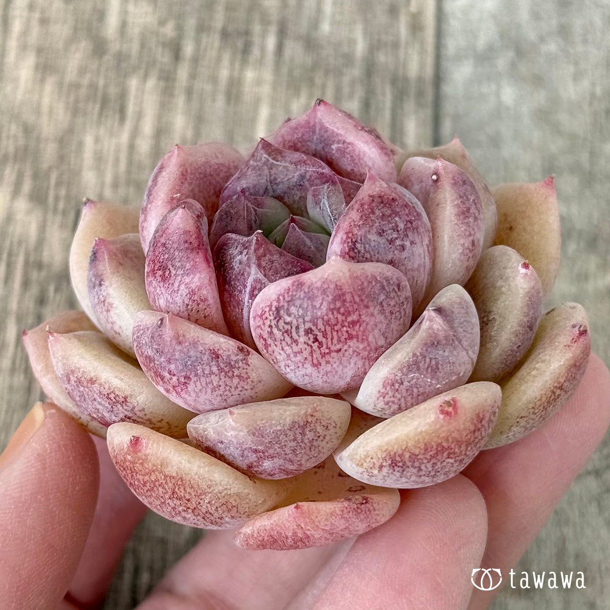 シンディ(花村農園苗)
