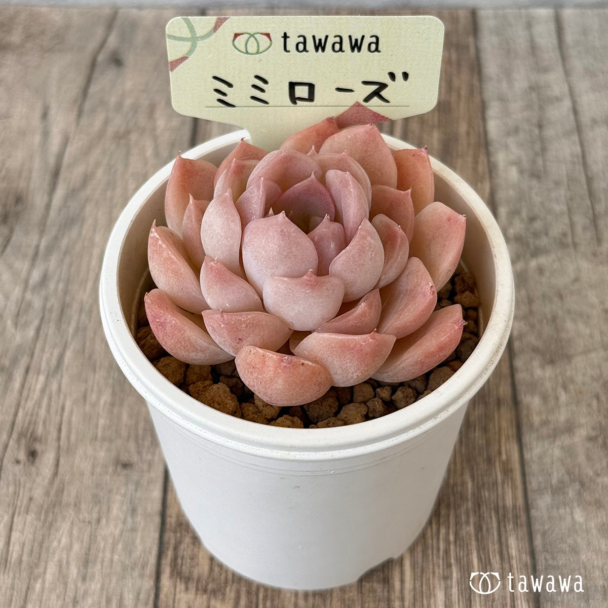 【4/22発売】ミミローズ(花村農園苗)