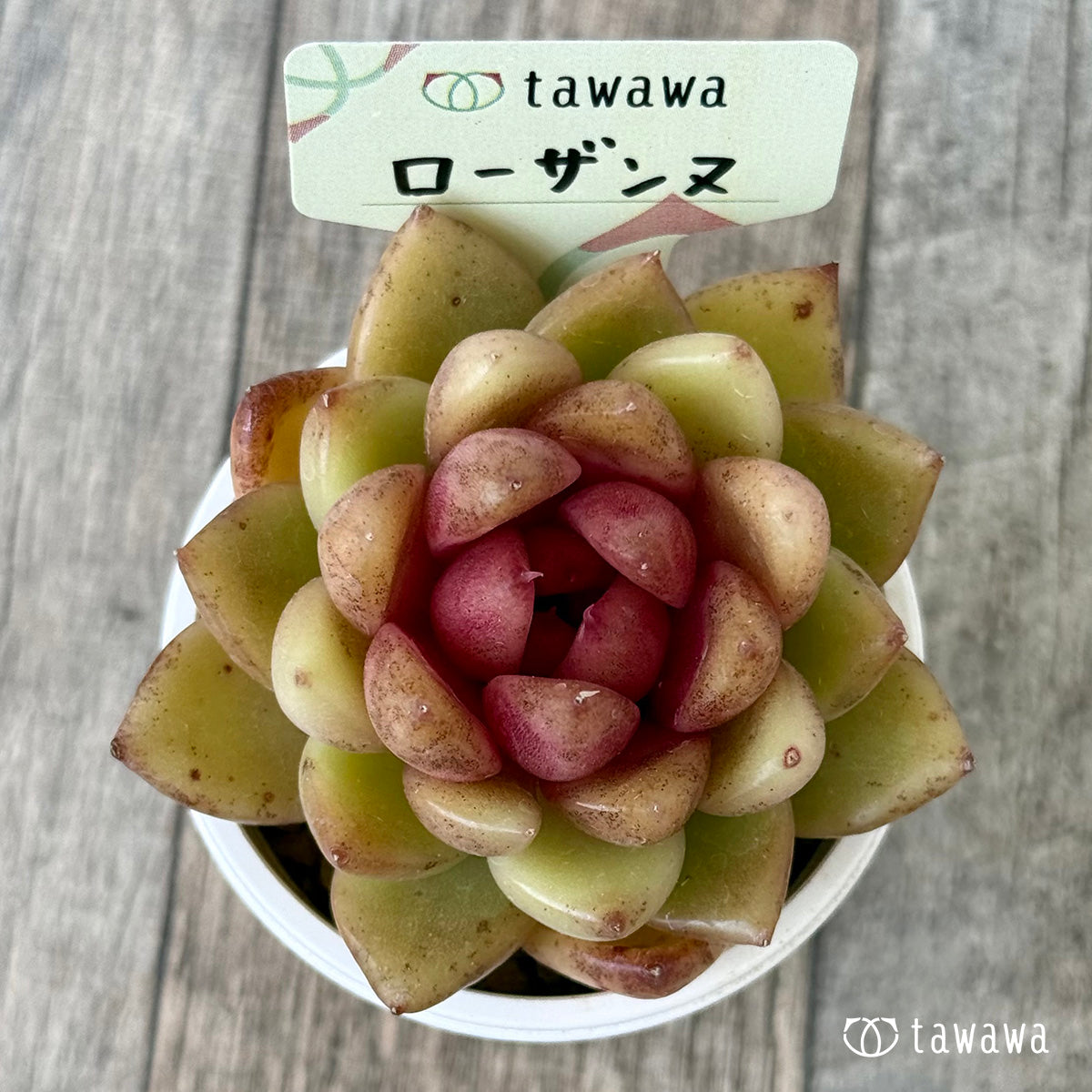 ローザンヌ(花村農園苗)