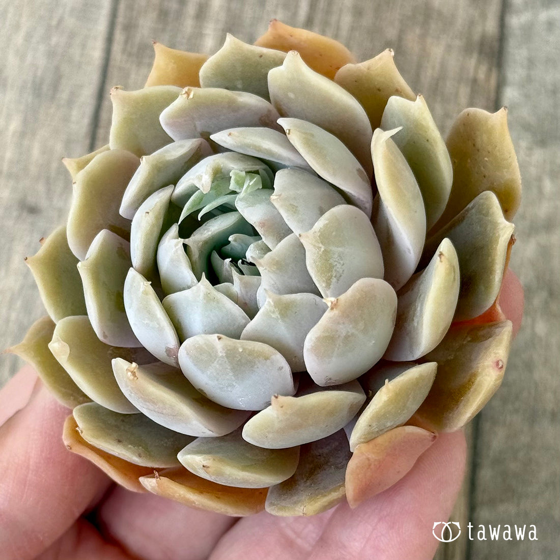 Orange Caramel (Janghee Farm Seedlings)